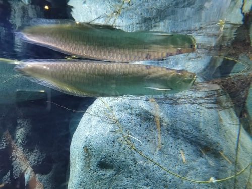 Black arowana (Osteoglossum ferreirai) — Osteoglossidae — 2