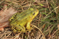Pelophylax lessonae