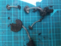 Cystoagaricus strobilomyces