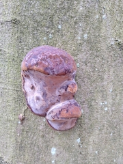 Fomes fomentarius