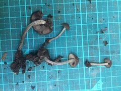 Cystoagaricus strobilomyces