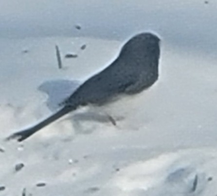 Dark-eyed Junco photographed in Kentucky