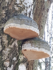 Fomes fomentarius