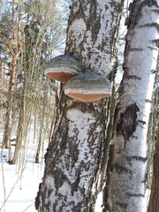 Fomes fomentarius