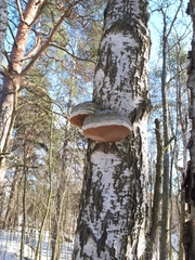 Fomes fomentarius