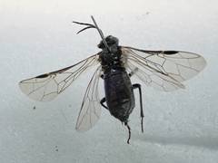 Dolerus nigratus