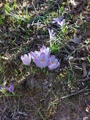 Crocus vernus