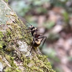 Polyrhachis bihamata
