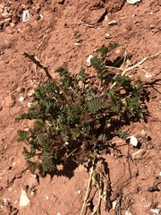 Astragalus preussii