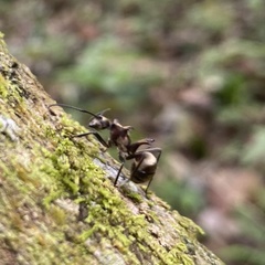 Polyrhachis bihamata