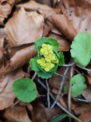 Chrysosplenium alternifolium