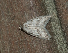 Nola cicatricalis