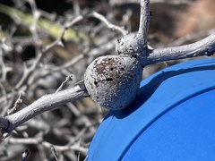 Tanaostigmodes howardii