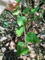 Podanthus ovatifolius