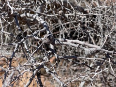 Tanaostigmodes howardii