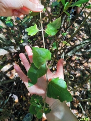 Podanthus ovatifolius