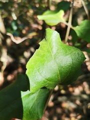 Podanthus ovatifolius