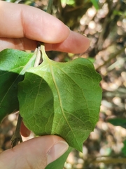 Podanthus ovatifolius