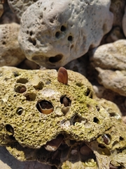 Lithophaga lithophaga