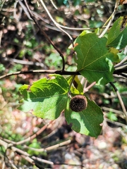 Podanthus ovatifolius