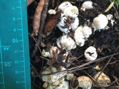 Phallomycetidae
