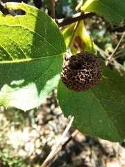 Podanthus ovatifolius