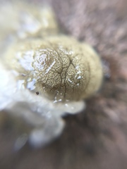 Phallomycetidae