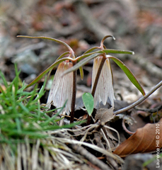 Fritillaria amabilis