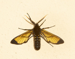 Isanthrene incendiaria