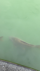 Cyprinus carpio