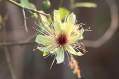 Capparis divaricata