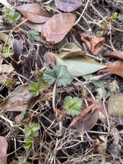 Potentilla indica