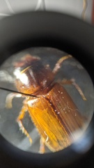 Erytus