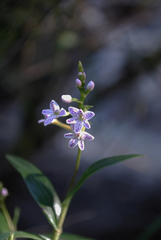 Epidendrum fimbriatum
