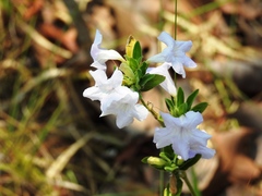 Ruellia geminiflora