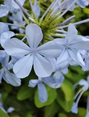 Plumbago auriculata