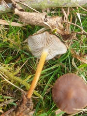 Strobilurus tenacellus