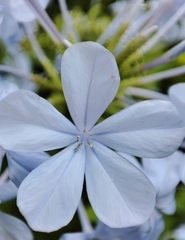 Plumbago auriculata