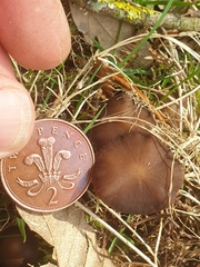 Strobilurus tenacellus