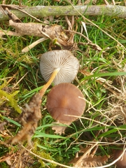 Strobilurus tenacellus