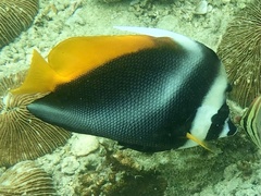 Heniochus singularius
