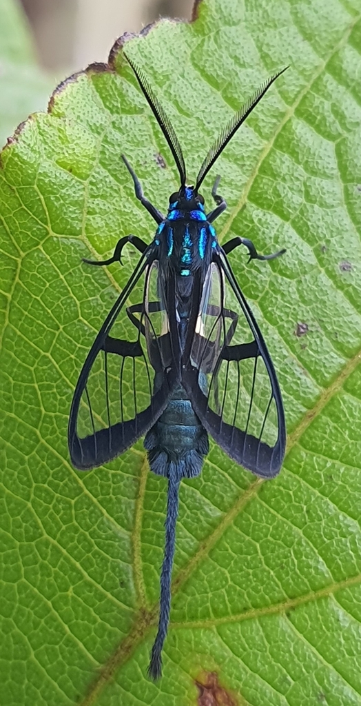 Pelluciditas latifascia