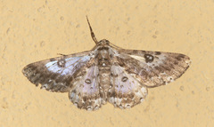 Iridopsis validaria