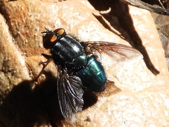 Sarconesiopsis magellanica