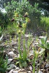 Ophrys sphegodes provincialis