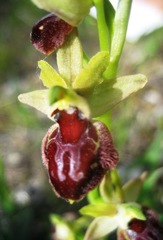 Ophrys sphegodes provincialis
