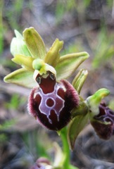 Ophrys sphegodes provincialis