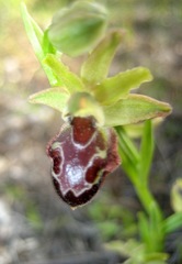 Ophrys sphegodes provincialis