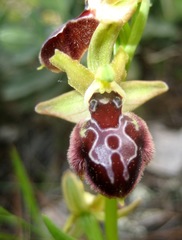 Ophrys sphegodes provincialis