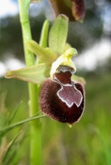 Ophrys sphegodes provincialis